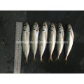 Nuevo pescado Scad redondo para la venta (14-18cm)
